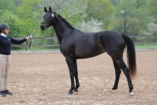 En svart ung häst
